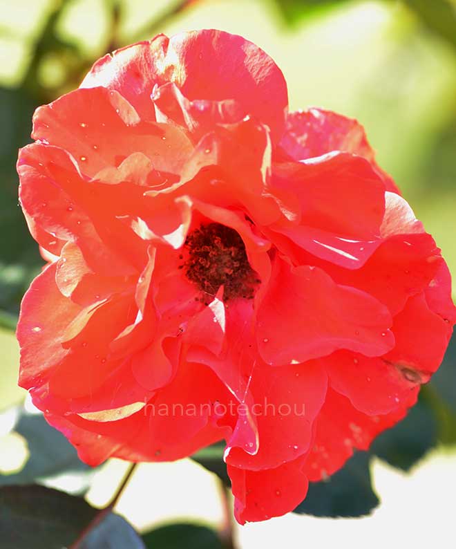 バラ ｜花の手帖の薔薇図鑑