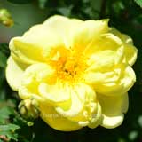 バラ ピンピネリフォーリア ダブル イエロー｜花の手帖の薔薇図鑑