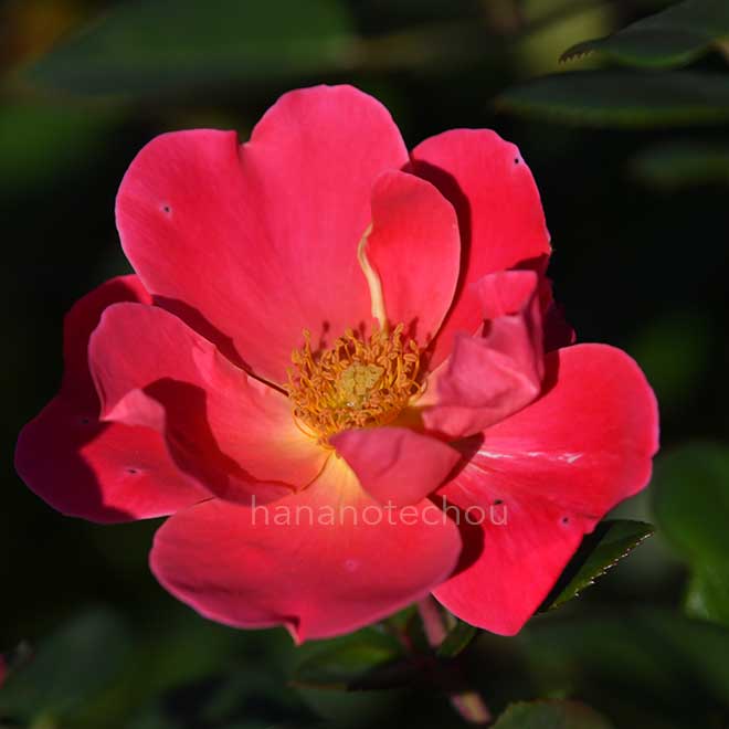 バラ ピンクブリックハウス｜花の手帖の薔薇図鑑