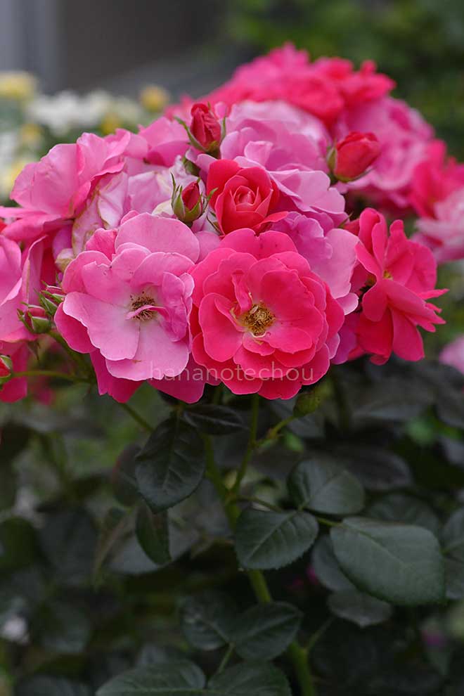 バラ ピンクブリックハウス｜花の手帖の薔薇図鑑