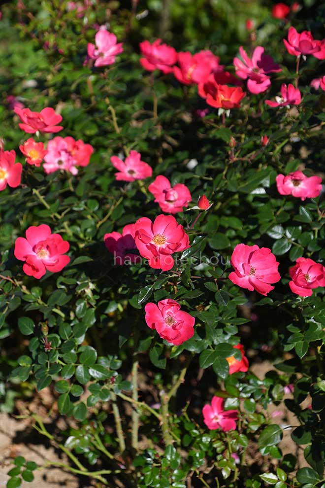 バラ ピンクブリックハウス｜花の手帖の薔薇図鑑