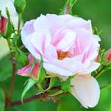 バラ ｜花の手帖の薔薇図鑑