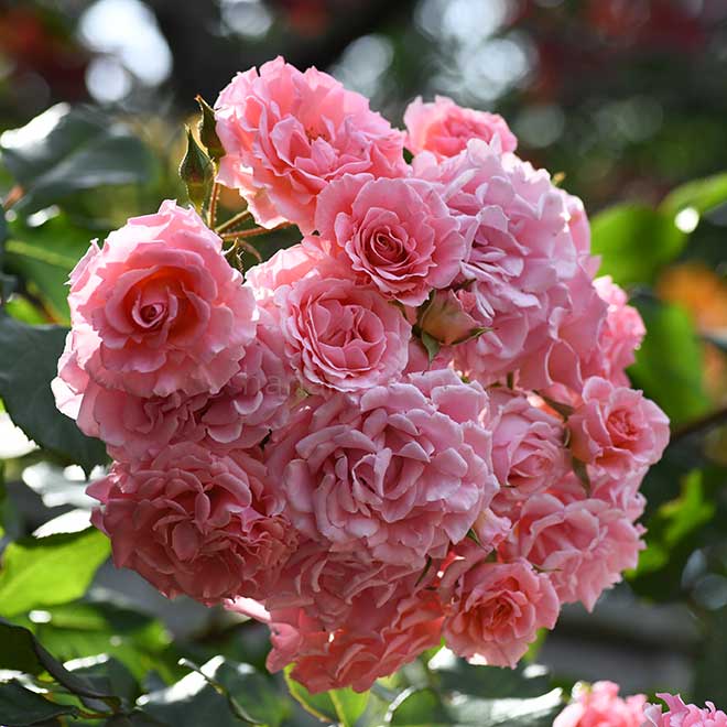 バラ ピンク ダイアナ｜花の手帖の薔薇図鑑