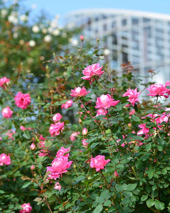 バラ ピンク ダブル ノックアウト｜花の手帖の薔薇図鑑