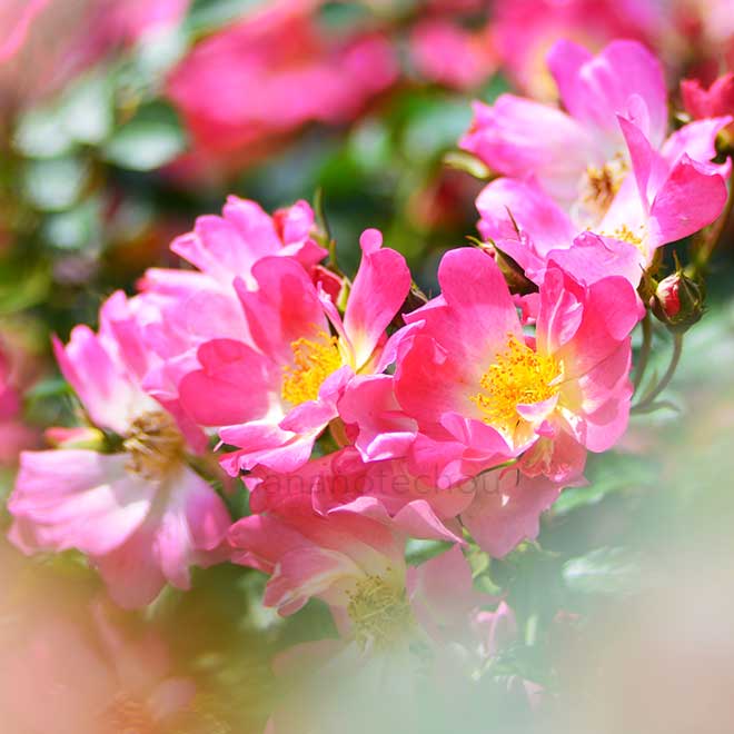 バラ ピンク ドリフト｜花の手帖の薔薇図鑑