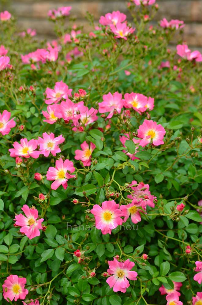 バラ ピンク ドリフト｜花の手帖の薔薇図鑑