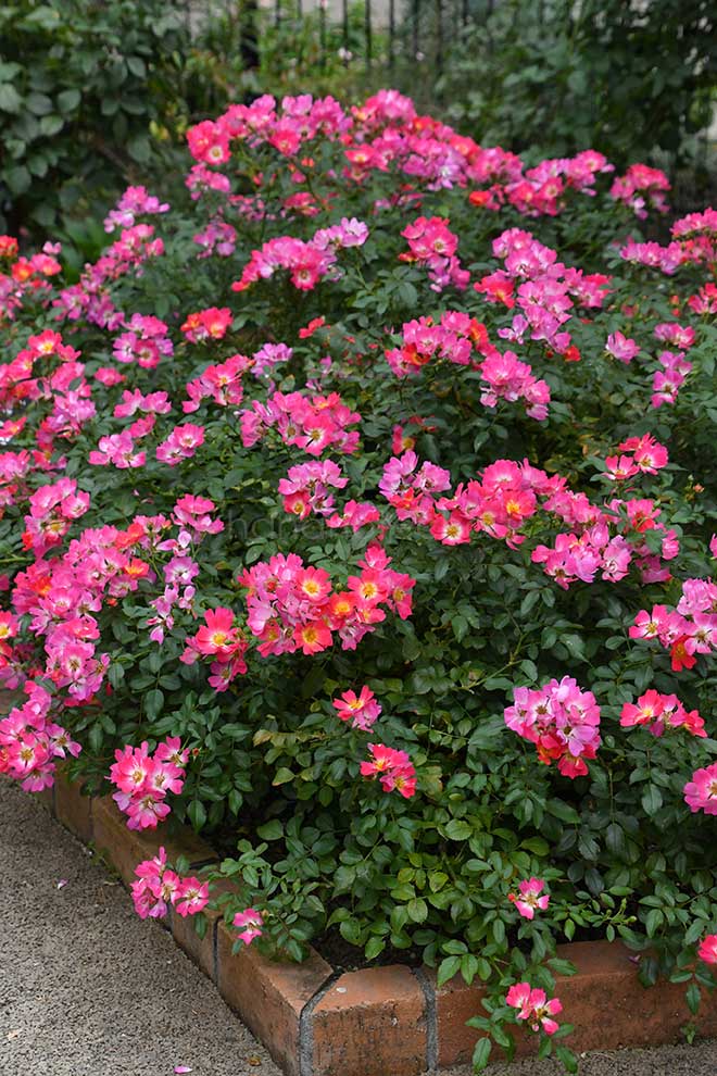 バラ ピンク ドリフト｜花の手帖の薔薇図鑑