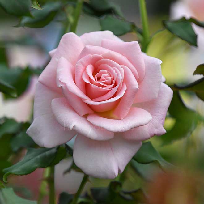 バラ ピンク フレンチ レース｜花の手帖の薔薇図鑑