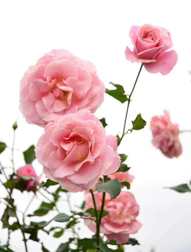 バラ ピンク フレンチ レース｜花の手帖の薔薇図鑑