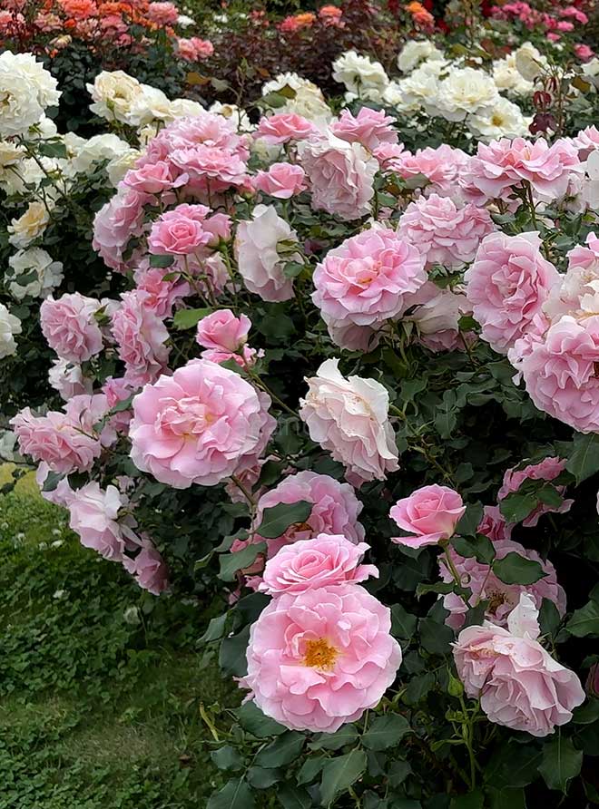 バラ ピンク フレンチ レース｜花の手帖の薔薇図鑑