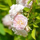 バラ ピンクギスレーヌドゥフィリゴンド｜花の手帖の薔薇図鑑