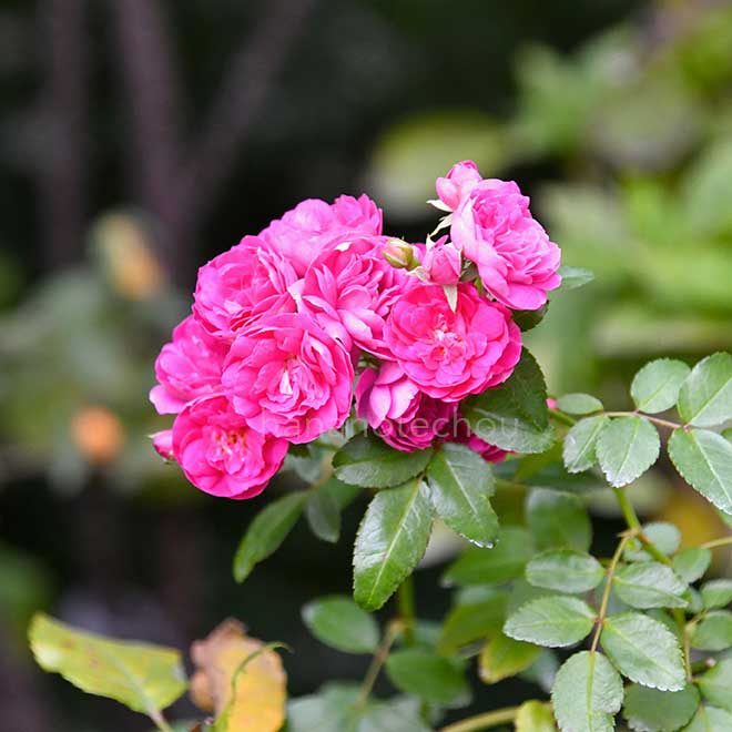 バラ ピンク グリーン アイス｜花の手帖の薔薇図鑑