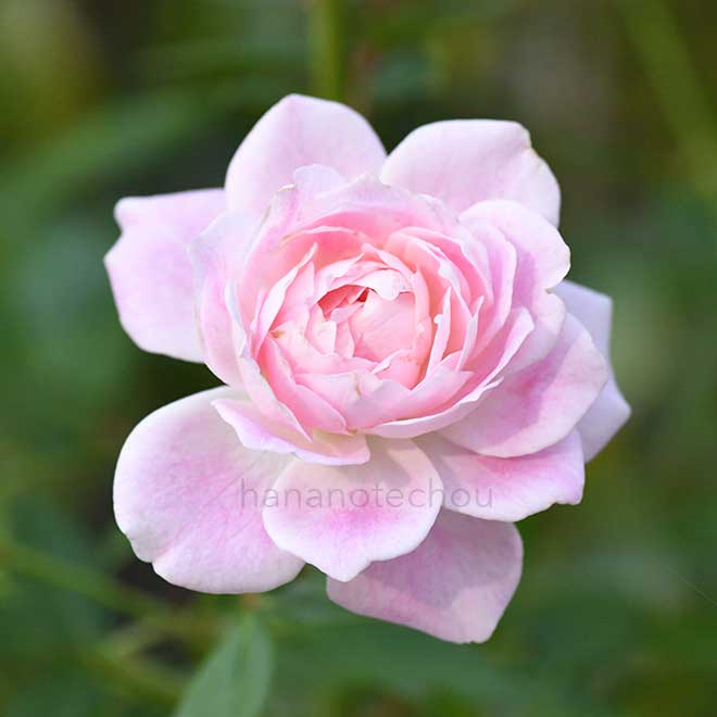 バラ ピンクアイスバーグ｜花の手帖の薔薇図鑑