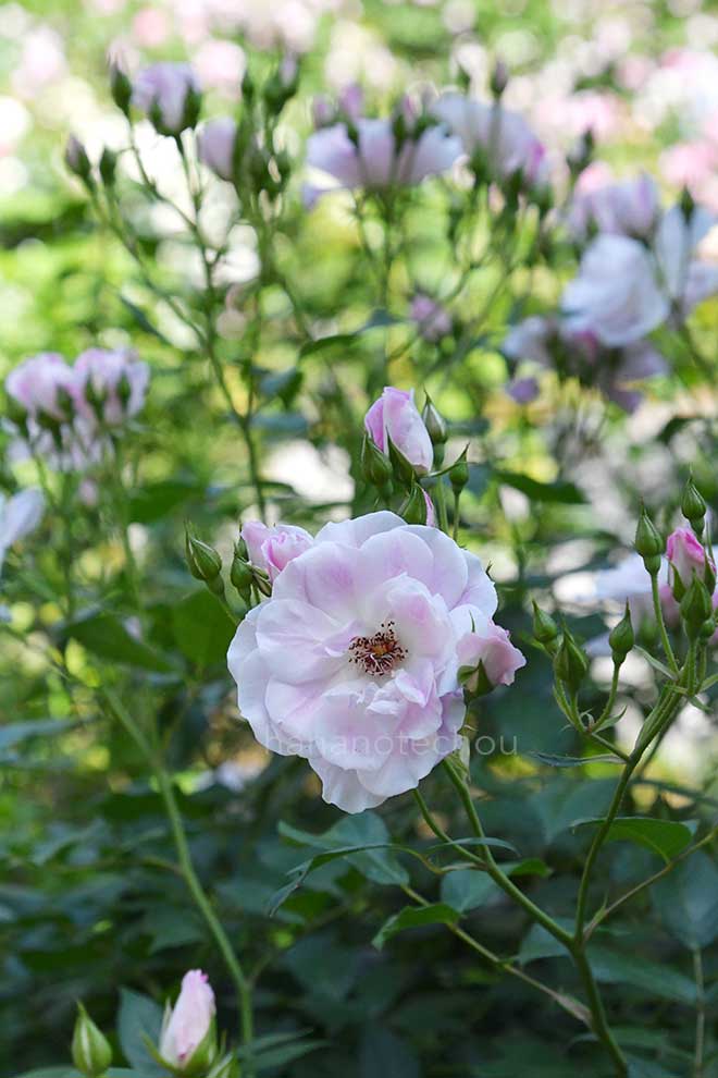 バラ ピンクアイスバーグ｜花の手帖の薔薇図鑑