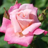 バラ ピンクパルフェ｜花の手帖の薔薇図鑑