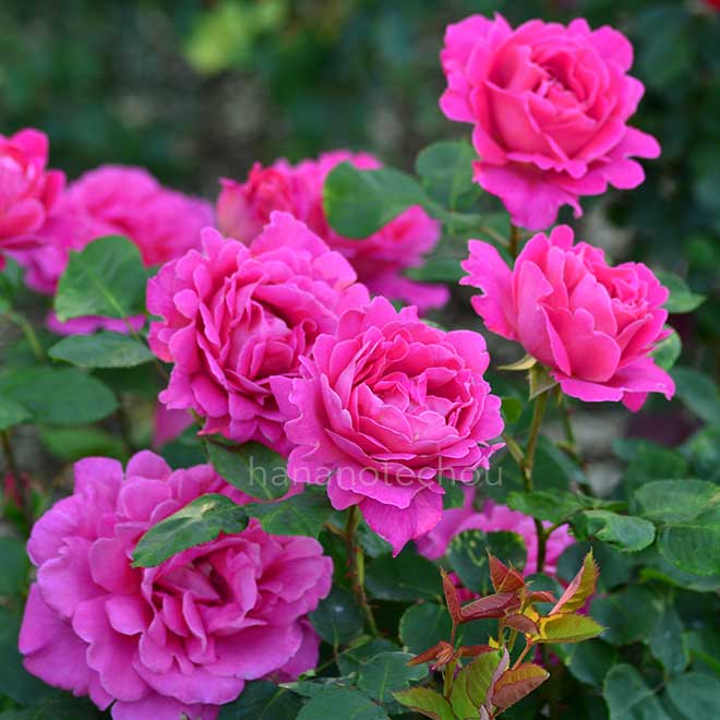 バラ ピンク ピース｜花の手帖の薔薇図鑑