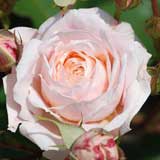 バラ ピノキオ｜花の手帖の薔薇図鑑