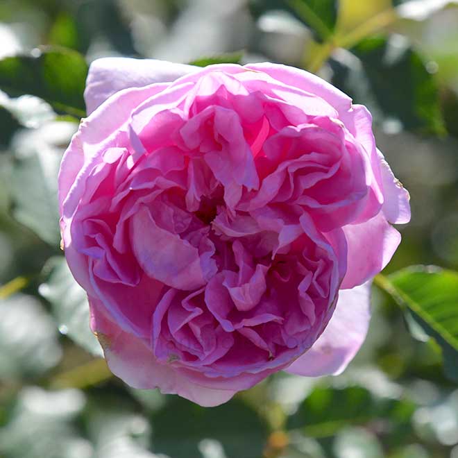 バラ ピクシー｜花の手帖の薔薇図鑑