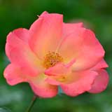 バラ プレイボーイ｜花の手帖の薔薇図鑑