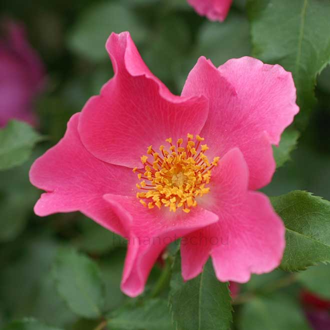 バラ プレイガール｜花の手帖の薔薇図鑑