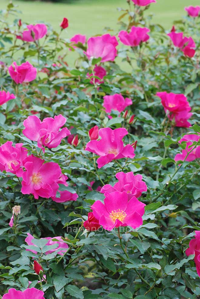 バラ プレイガール｜花の手帖の薔薇図鑑