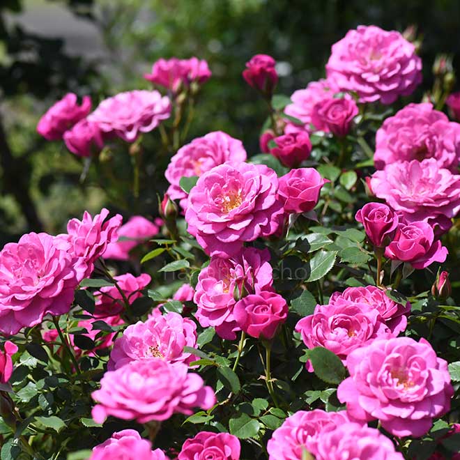 バラ プラム ダンディ｜花の手帖の薔薇図鑑