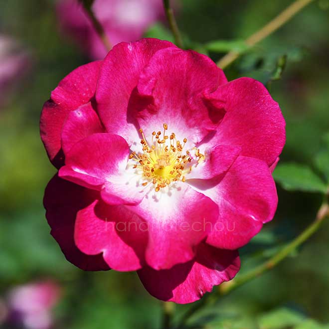 バラ プラム フロスト｜花の手帖の薔薇図鑑