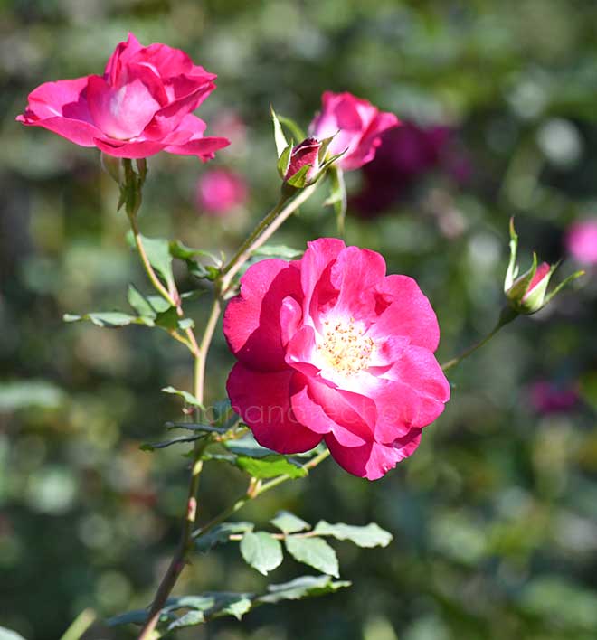 バラ プラム フロスト｜花の手帖の薔薇図鑑