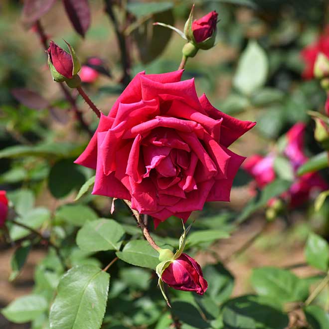 バラ ポインセチア｜花の手帖の薔薇図鑑