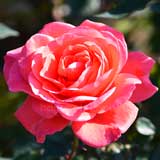 バラ ポリネシアン サンセット｜花の手帖の薔薇図鑑