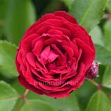 バラ ポム｜花の手帖の薔薇図鑑