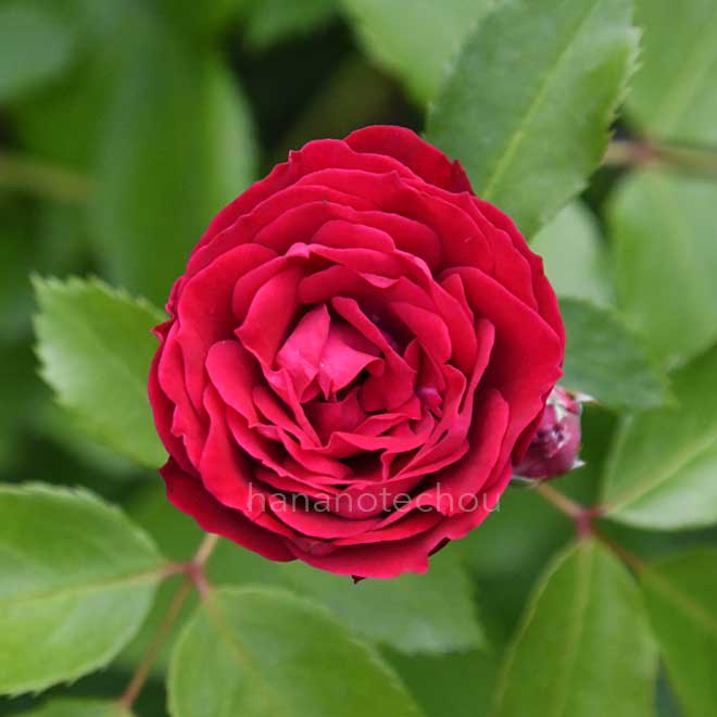 バラ ポム｜花の手帖の薔薇図鑑