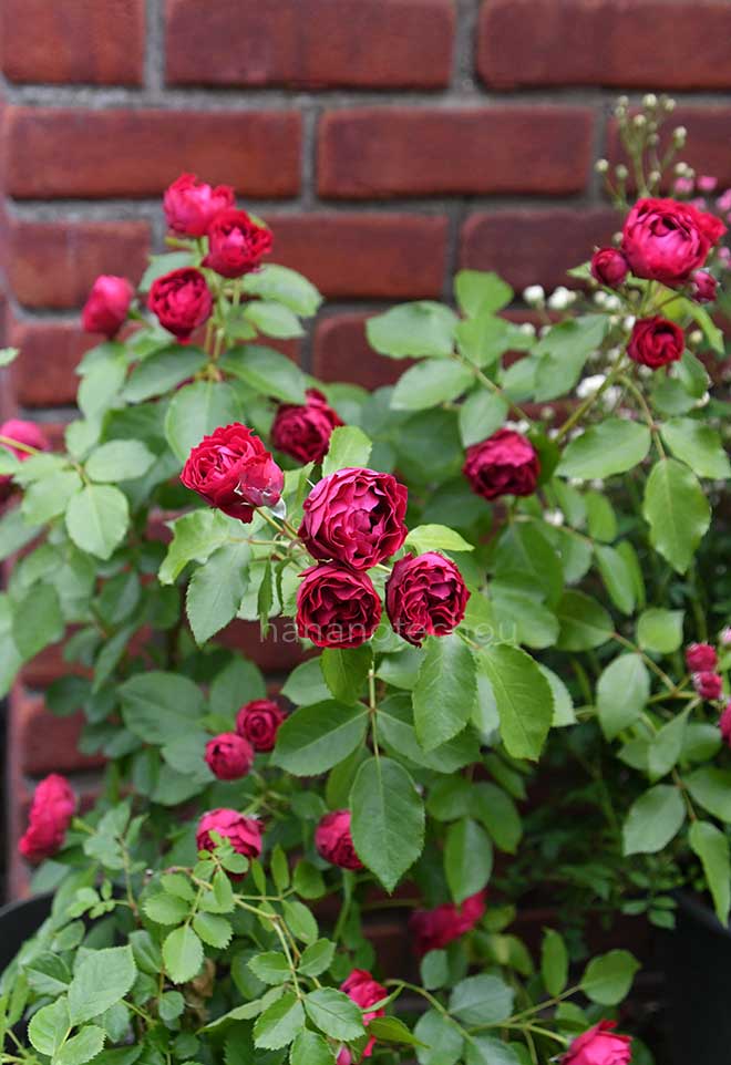 バラ ポム｜花の手帖の薔薇図鑑