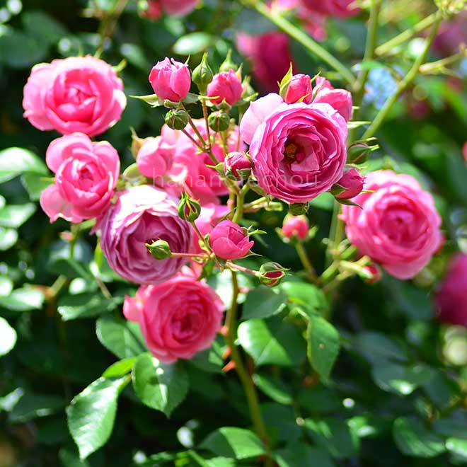 バラ ポンポネッラ｜花の手帖の薔薇図鑑