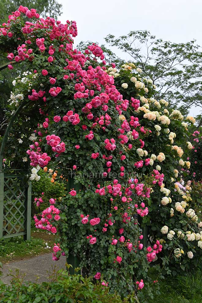 バラ ポンポネッラ｜花の手帖の薔薇図鑑