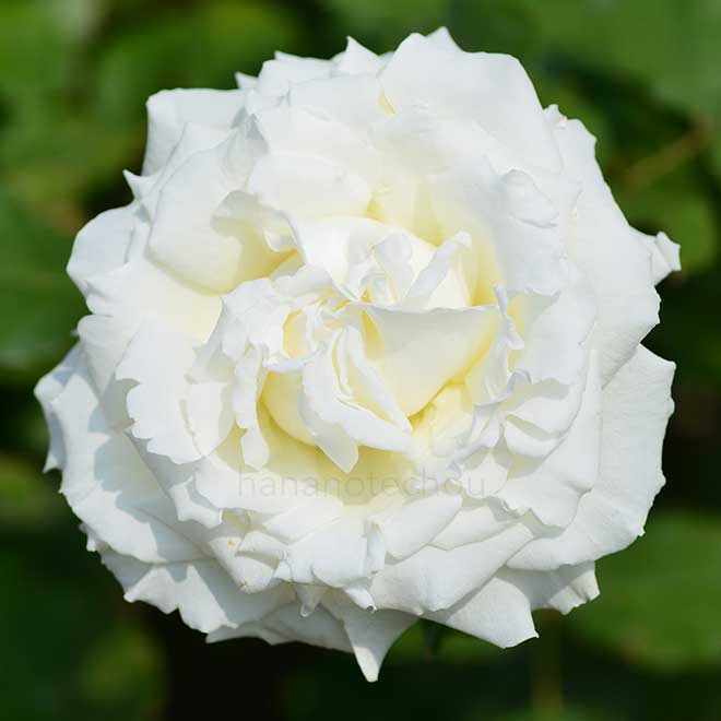 バラ ヨハネパウロ2世｜花の手帖の薔薇図鑑