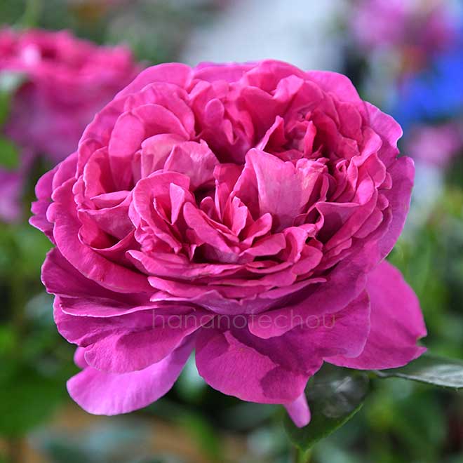 バラ プラリーヌ ルージュ｜花の手帖の薔薇図鑑