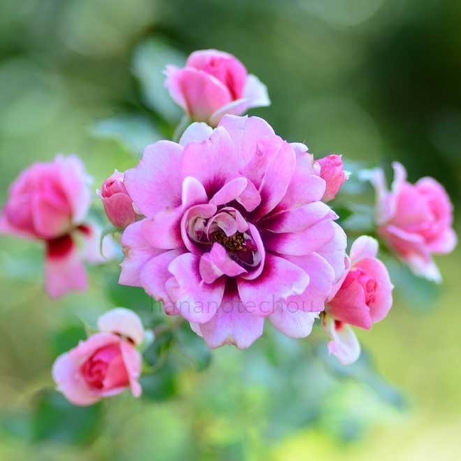 バラ プリンセス バビロン｜花の手帖の薔薇図鑑