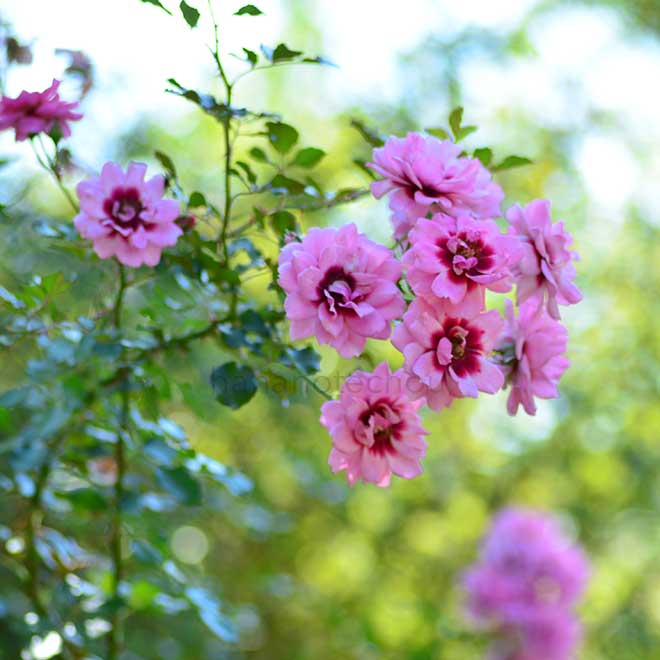 バラ プリンセス バビロン｜花の手帖の薔薇図鑑