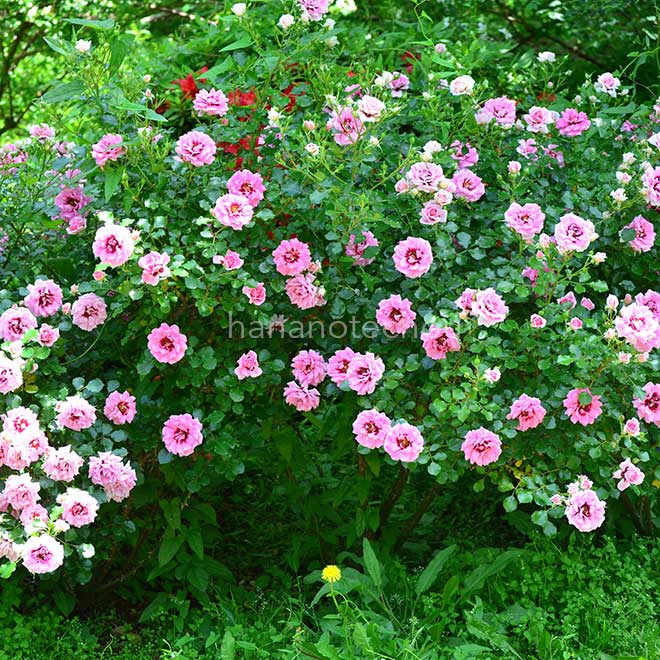 バラ プリンセス バビロン｜花の手帖の薔薇図鑑