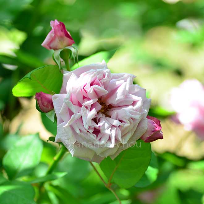 バラ プリンセスメイ｜花の手帖の薔薇図鑑