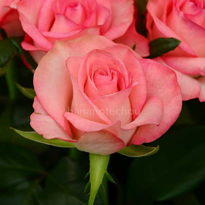 バラ プリンセスメグ｜花の手帖の薔薇図鑑