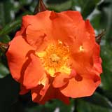 バラ プリンセス ミチコ｜花の手帖の薔薇図鑑