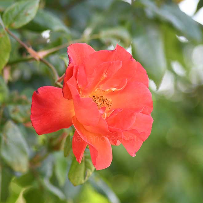 バラ つるプリンセスミチコ｜花の手帖の薔薇図鑑