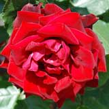 バラ ｜花の手帖の薔薇図鑑