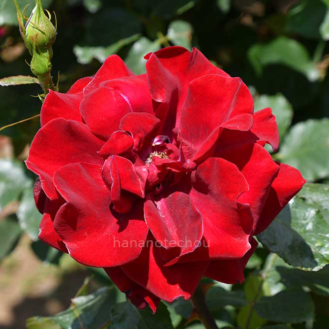 バラ プレジデント L. サンゴール｜花の手帖の薔薇図鑑