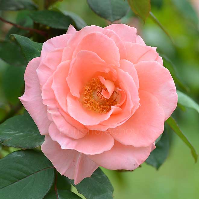 バラ プレステージ ドゥ リヨン｜花の手帖の薔薇図鑑