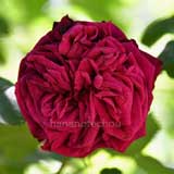 バラ プリンス カミーユ ドゥ ロアン｜花の手帖の薔薇図鑑