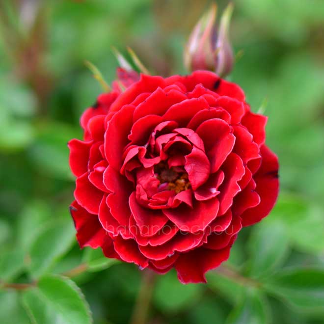 バラ プリンス メイアンディナ｜花の手帖の薔薇図鑑