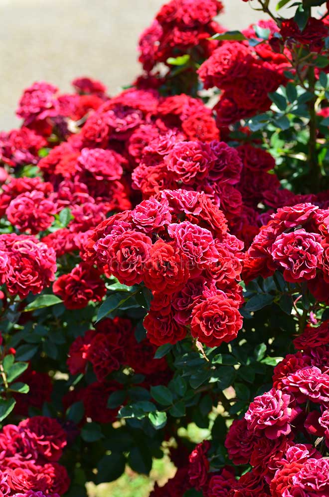 バラ プリンス メイアンディナ｜花の手帖の薔薇図鑑